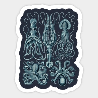 Ernst Haeckel Gamochonia Octopus Cerulean Sticker